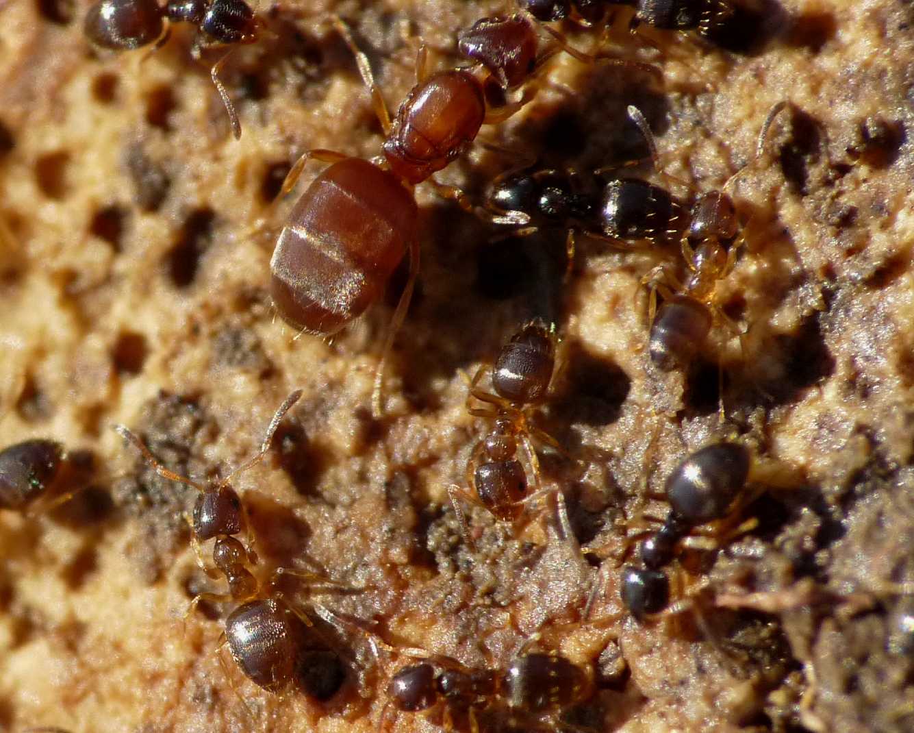 Mini formiche sicule: Plagiolepis sp.